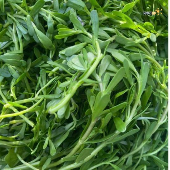 Rau Muống Baby | Mira GoodFood - Rau tươi ngon, rau sạch, phù hợp ăn lẩu, xào nấu, gỏi, nộm (Giao hoả tốc)